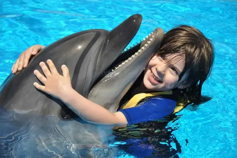 Enjoy a dolphin show on Sharm El Sheikh excursions